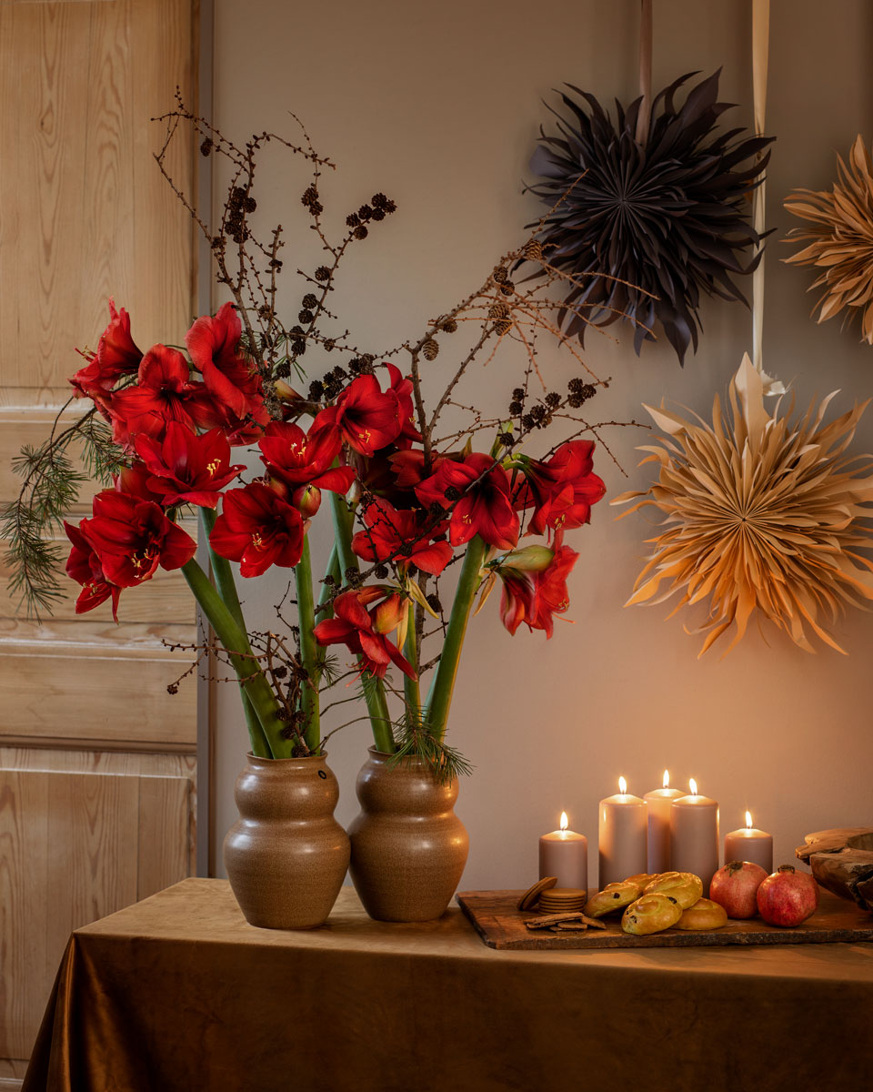 Interflorakampanj-Julen-2022-Amaryllis-Snitt-Röd-Stående-3-.jpg